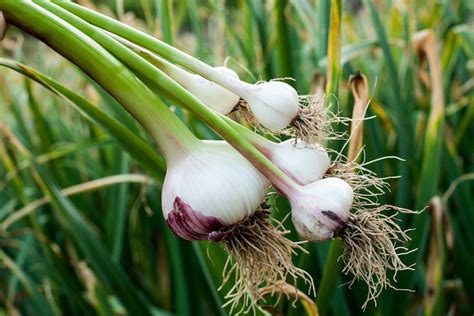 Does garlic remove lead?